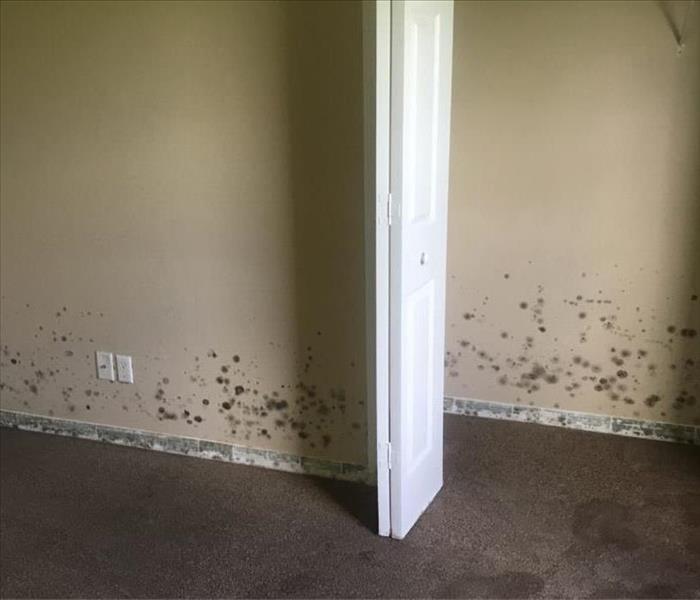 Severe mold growth spots on wall.